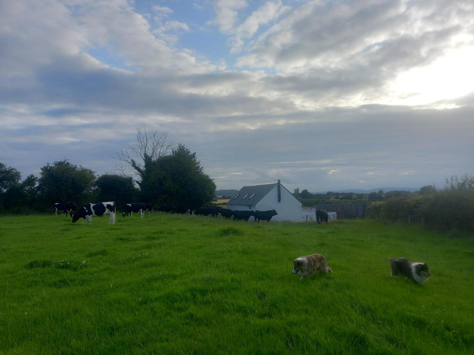 Kitty'S Cottage - Horse And Jockey, Cashel Thurles Εξωτερικό φωτογραφία