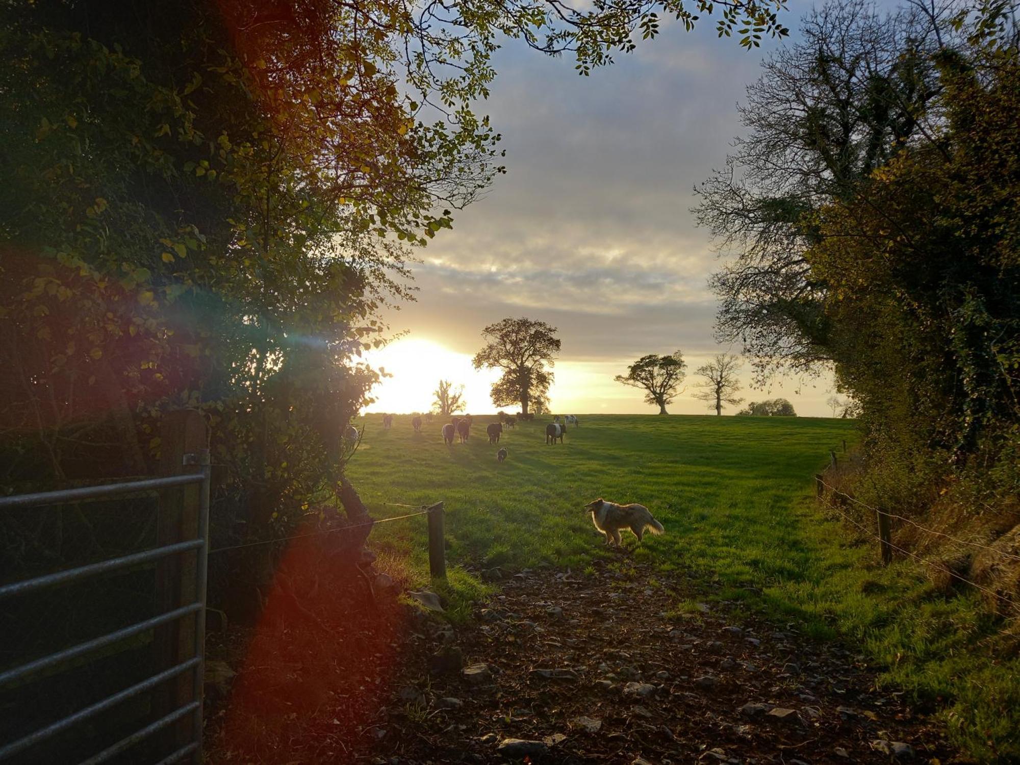 Kitty'S Cottage - Horse And Jockey, Cashel Thurles Εξωτερικό φωτογραφία